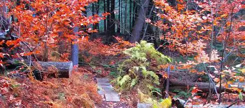 Forêt Héritage
