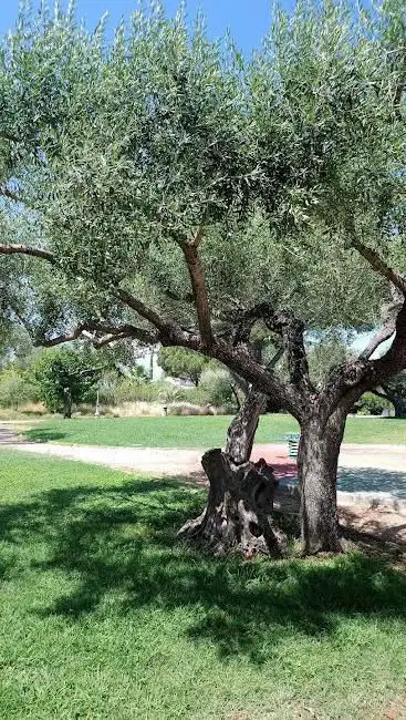 Photo de Jardin des Oliviers