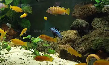 Photo de Cercle Aquariophile du Calaisis