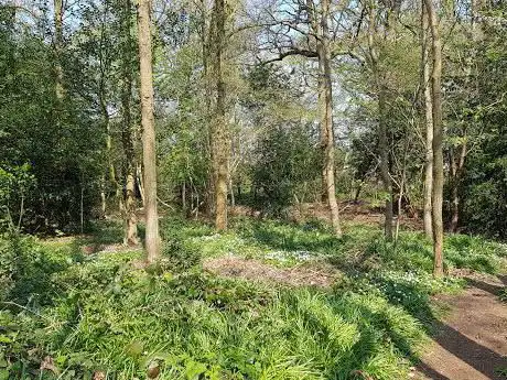 Photo de Spring Park Wood