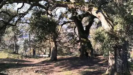 Sobreiras da Madalena