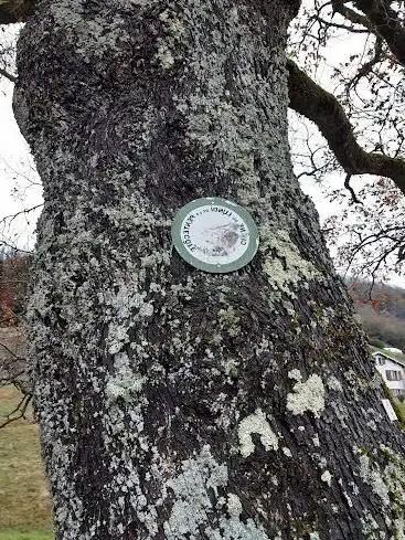 Chêne du Lundi de la Pentecôte