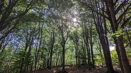 Area protetta Collina del Dego