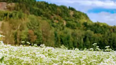 Photo de Montagne d'argent