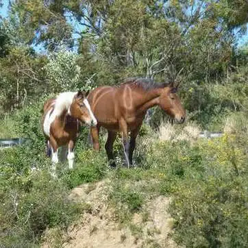 Photo de Centro Ippico Ranch Scuderie Turrati