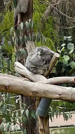 Photo de Koalas