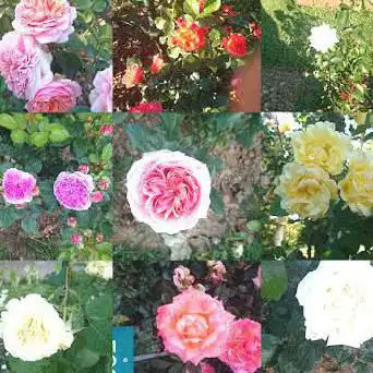 Photo de Roseraie de concours