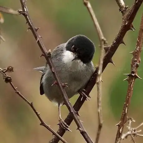 Photo de Senda ornitológica a La Camocha