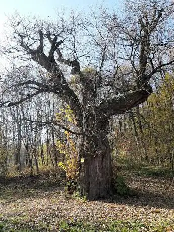 Maronaro Odino