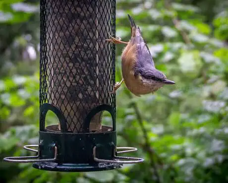 Photo de RSPB Bird Hide