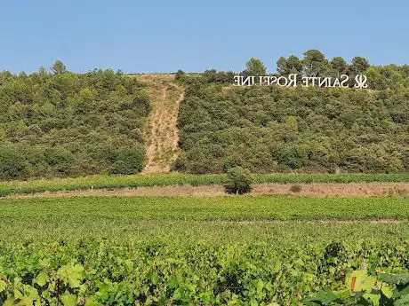 Photo de vignes à vèlos