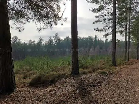 Photo de Ringwood Forest