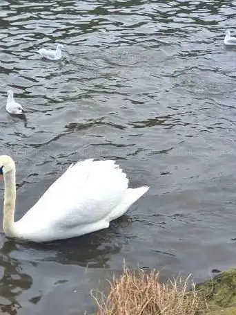Photo de Scottish Ornithologists' Club
