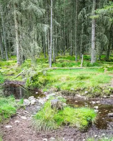 Photo de Daviot Wood Picnic Site