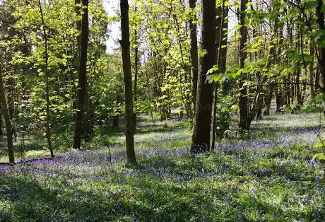 Photo de Brumby Wood Local Nature Reserve