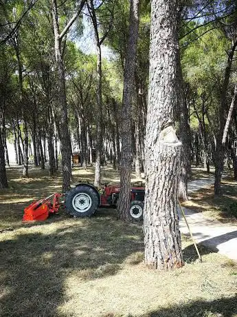Photo de Pineta Comunale