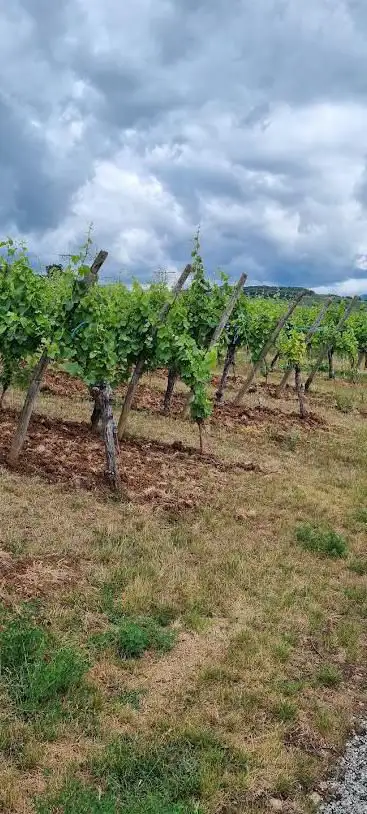Marche gourmande Beblenheim