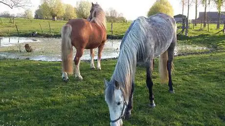 Photo de City Horses