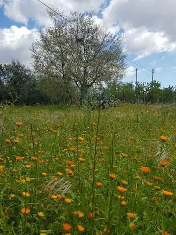 Photo de Cisterna Comunale 