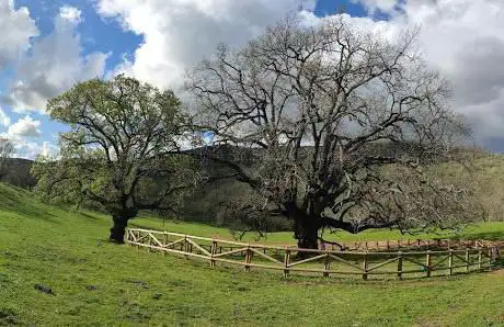 Photo de Roble de La Nava