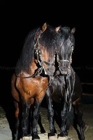 Photo de Farm Roller Horse ASD