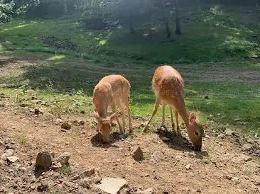 Wildpark Brudergrund