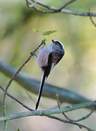 Photo de Wiltshire Wildlife Trust Markham Banks