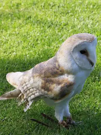 Screech Owl Sanctuary