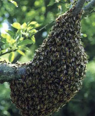 Julien APICULTEUR - Récupère les Essaims d'Abeilles