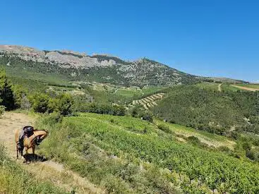 Photo de Les Écuries de Vela - Lafare à Cheval