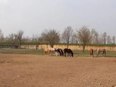 Centro Ippico MC JOE RANCH