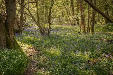 Photo de Finemere Wood