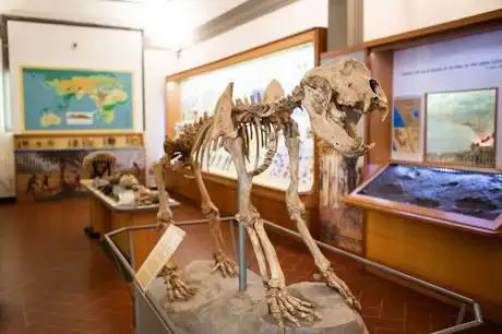 Photo de Museo Civico di Paleontologia