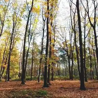Photo de Houssière Woods