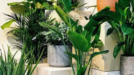 Photo de I Plant You