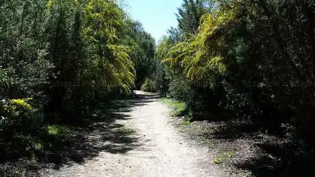 Pineta di Fontanamare