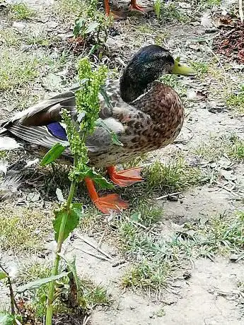 Photo de Parc des canards