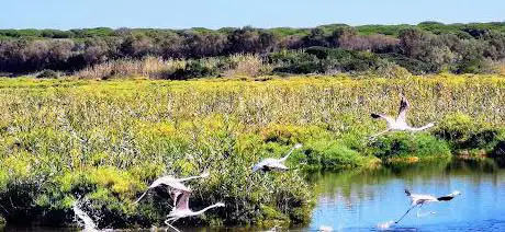 Photo de Riserva naturale Laguna di Orbetello di Ponente