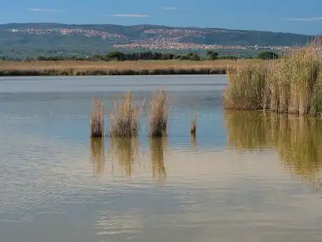 Pontile 1 Pollo sultano