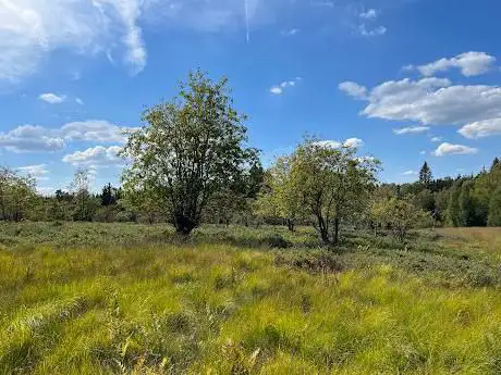 Photo de Parc naturel Hautes Fagnes - Eifel