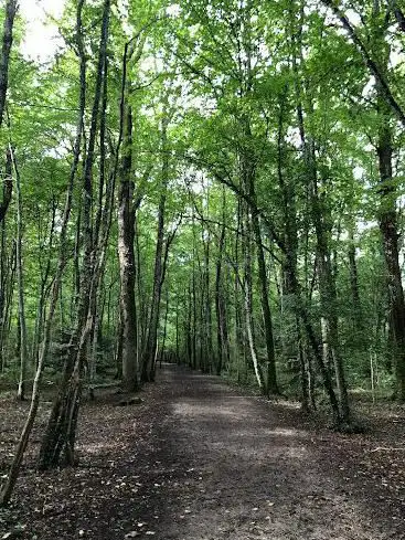 Machefer Woods