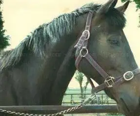 Photo de Meritor Riding Stables