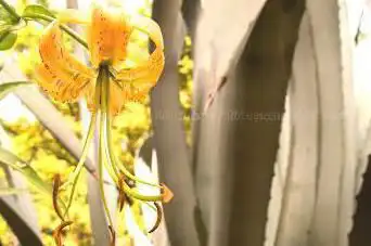 Photo de Real JardÃn Botánico