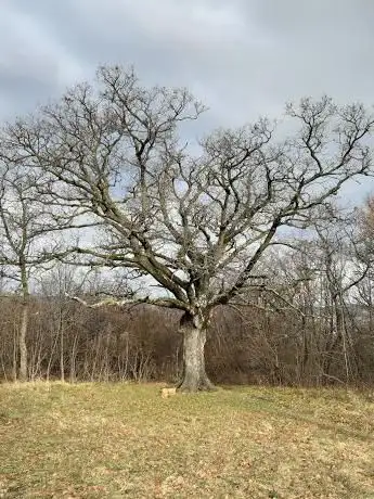 Photo de Grande quercia