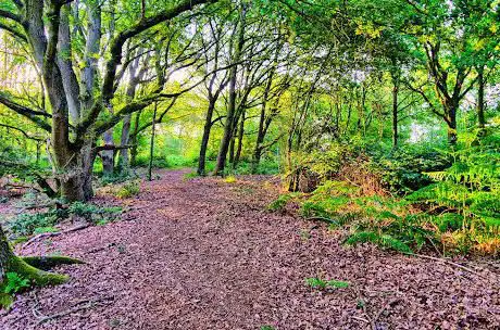 Photo de Church Hill Common