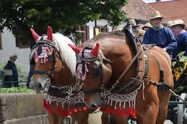 Photo de Rott Daniel - Balade en calèche Hunspach
