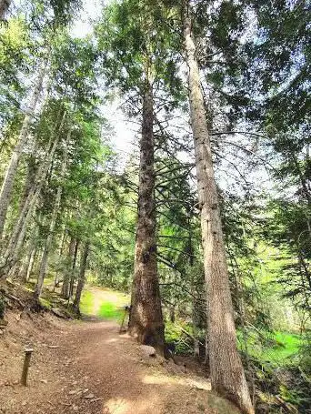 Photo de Avet del Pla de la Selva (arbre monumental)