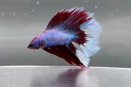 Photo de Zechmeister Aquaristik