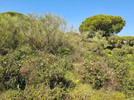 Photo de Coto de la Isleta