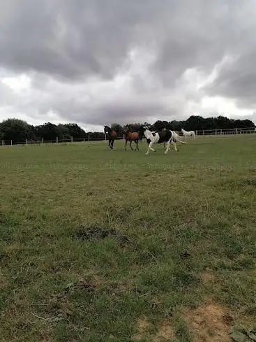 Bellhorse
